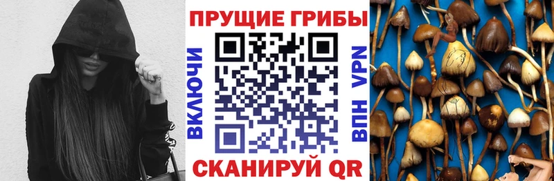 Купить закладки  Пошехонье  Псилоцибиновые грибы Psilocybe 